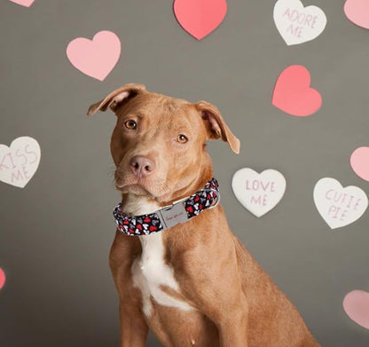 Unique Style Paws Valentine's Day Dog Collar Heart