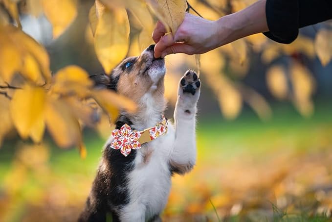 Lionet Paws Dog Collar with Flower 13.5-22in