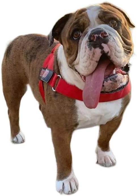 BULLHUG Harness – Made for Larger Chested Dogs Like English Bulldogs