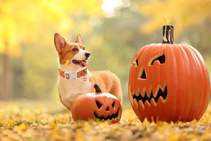 DOGWONG Fall Orange Plaid Dog Collar- Cute Designer