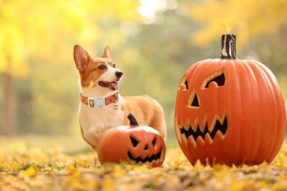 DOGWONG Fall Orange Plaid Dog Collar- Cute Designer