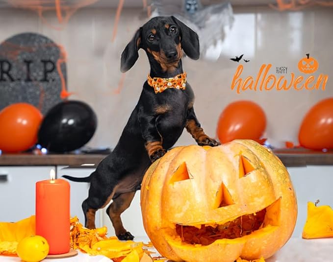 ARING PET Dog Collar with Bow-Halloween Dog Collar Bowtie