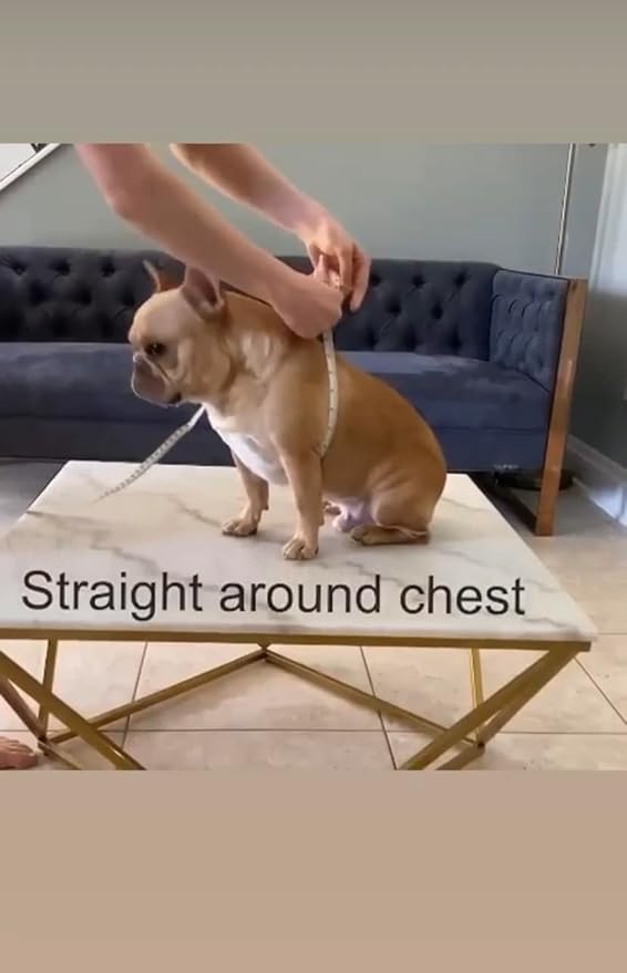 BULLHUG Harness – Made for Larger Chested Dogs Like English Bulldogs