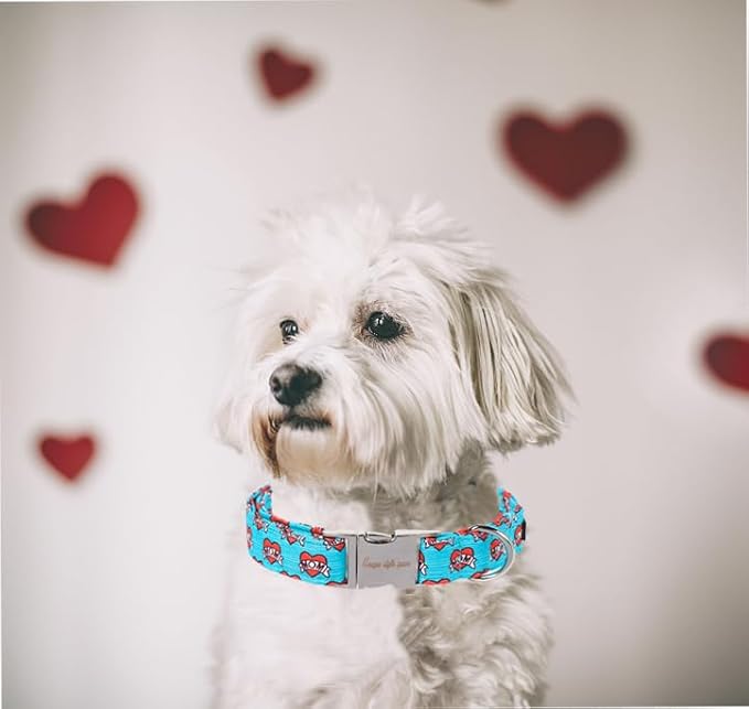 Unique Style Paws Valentine's Day Dog Collar Heart