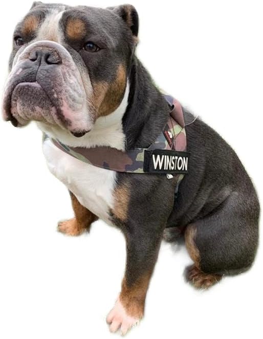 BULLHUG Harness – Made for Larger Chested Dogs Like English Bulldogs