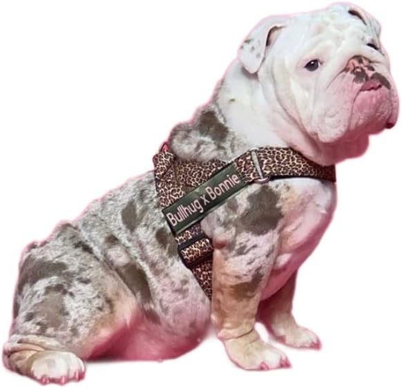 BULLHUG Harness – Made for Larger Chested Dogs Like English Bulldogs