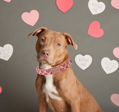 Unique Style Paws Valentine's Day Dog Collar Heart