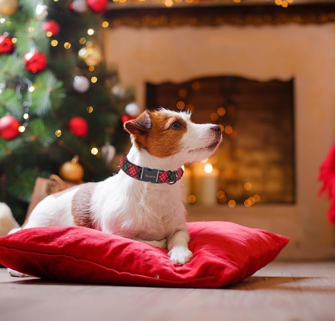 Unique style paws Dog Collar Metal Buckle Collar