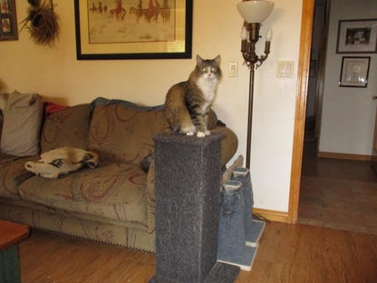 Klever Kitty Cat Scratching Post and Couch Protector