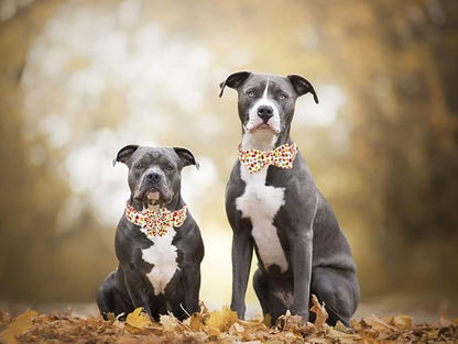 ARING PET Dog Collar Bowtie-Fall Dog Collar with Bow Tie