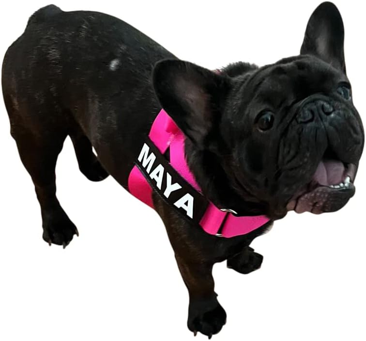 BULLHUG Harness – Made for Larger Chested Dogs Like English Bulldogs