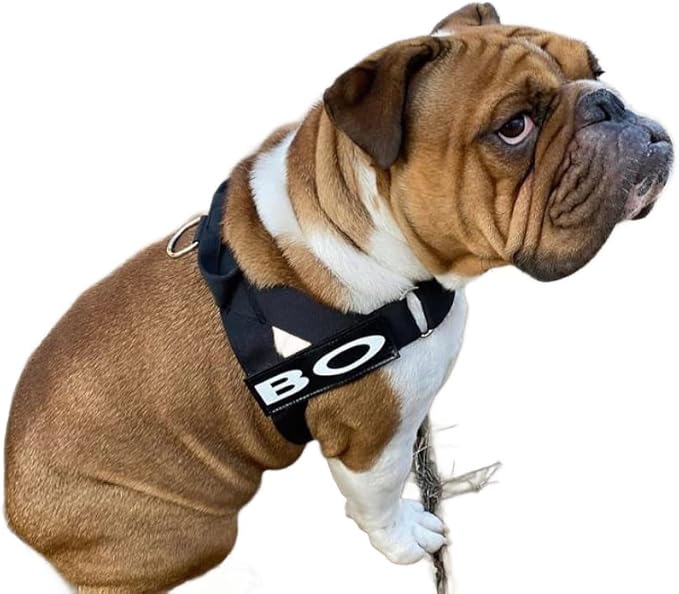BULLHUG Harness – Made for Larger Chested Dogs Like English Bulldogs