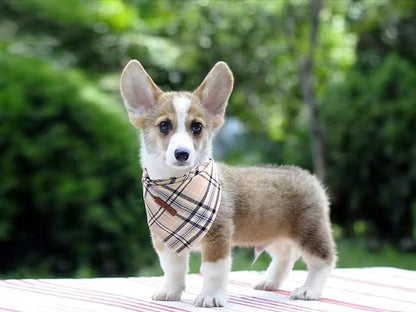 Lionet Paws Dog Bandana Washable Cotton Handkerchief Scarf