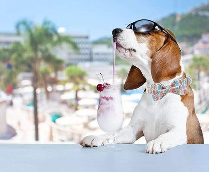 Unique Style Paws Dog Collar with Bow