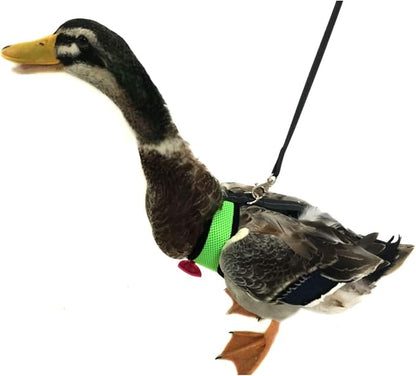 Chicken Harness Hen size With 6-foot Matching belt - Adjustable, elastic, Comfortable, Breathable, Large Size Suitable for Chicken, Duck or Goose Suitable for Weight about 4.9-6.8 Pounds, Green