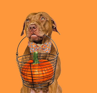 DOGWONG Fall Dog Collar with Bowtie