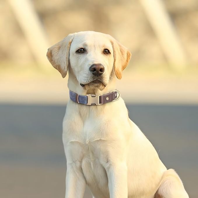 Didog Soft Padded Leather Dog Collar for Large Dogs