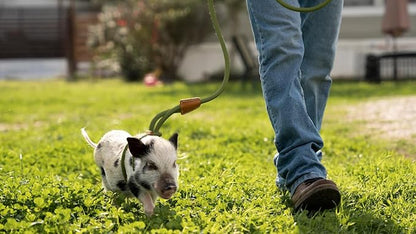 Pig Harness Leash- Fully Adjustable Pig Leash Harness for Small & Medium Pigs- Easy Step-in Harness-Infinity Style Pet Pig Leash-Durable & Gentle Mini Pig Harness-Mini Pig Supplies (Small-Olive Green)