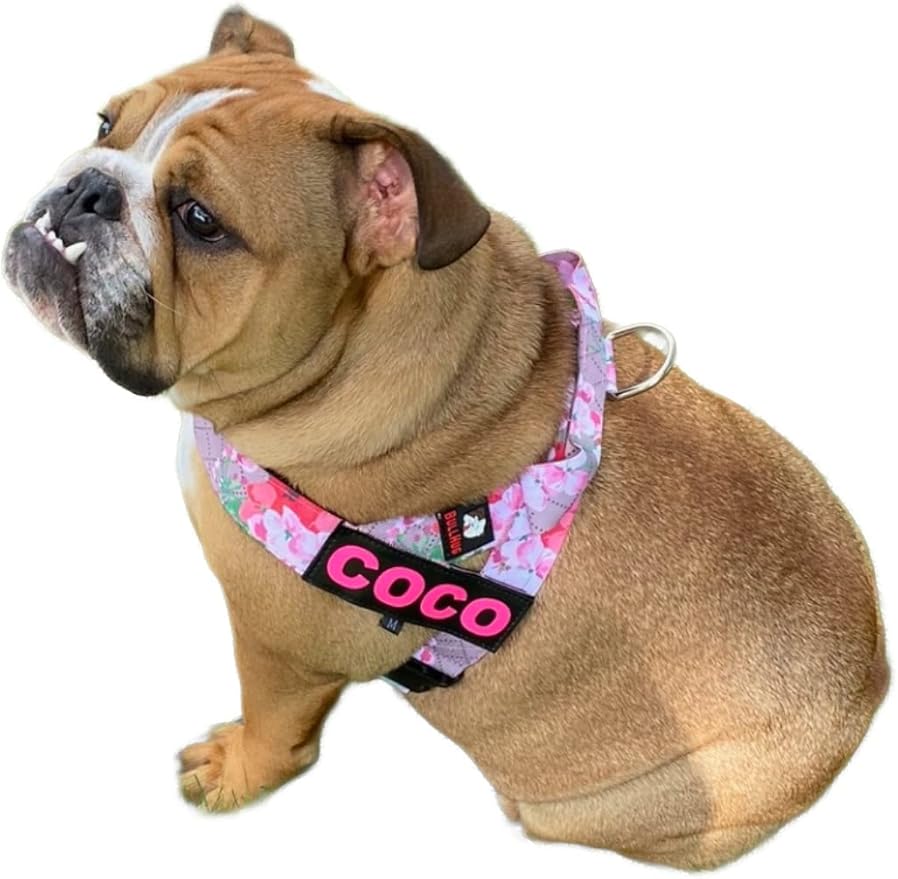 BULLHUG Harness – Made for Larger Chested Dogs Like English Bulldogs