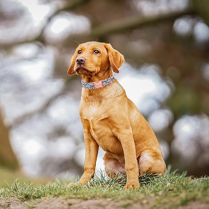 Unique style paws Dog Collar Metal Buckle Collar