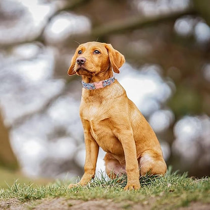Unique style paws Dog Collar Metal Buckle Collar