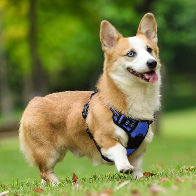 rabbitgoo Dog Harness, No-Pull Pet Harness with 2 Leash Clips, Adjustable Soft Padded Dog Vest, Reflective No-Choke Pet Oxford Vest with Easy Control Handle for Small Dogs, Dazzling Blue, S