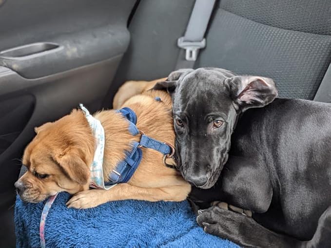 rocket & rex Extra Large Waterproof Dog Blankets for Dogs