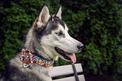 Elegant little tail Flower Dog Collar for Female or Male Dogs