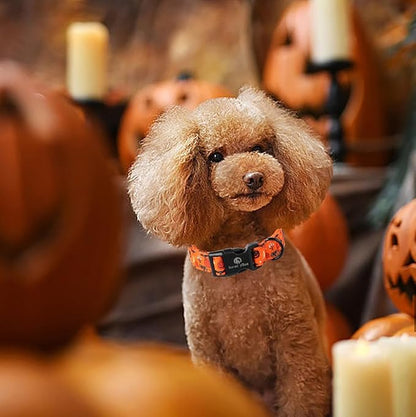 Lionet Paws Halloween Dogs Collar Orange 13.5-22 inches