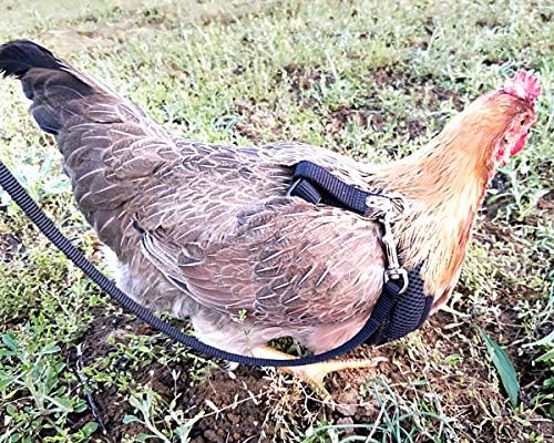 Chicken Harness Hen Size with 5.5-Foot Matching Belt，Comfortable Breathable Medium Size Suitable for Chicken Duck or Goose Suitable for Weight About 3.8-4.8Pounds Dark Purple