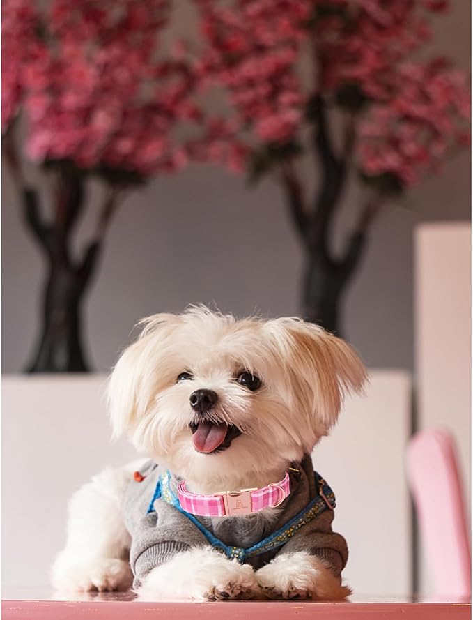 Lionheart glory Valentine's Day Collar