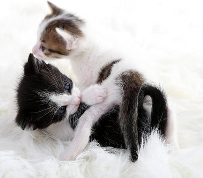 Fluffy Small Dog Cat Bed Mat