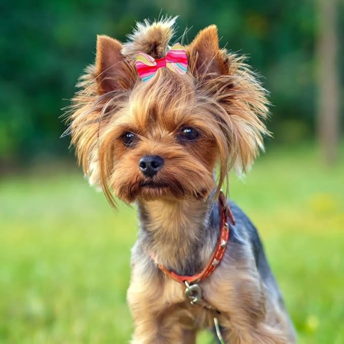 60pcs Dog Hair Bows 30 Beautiful