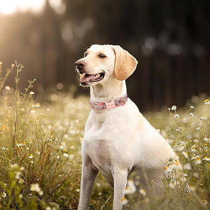 Unique style paws Dog Collar Metal Buckle Collar
