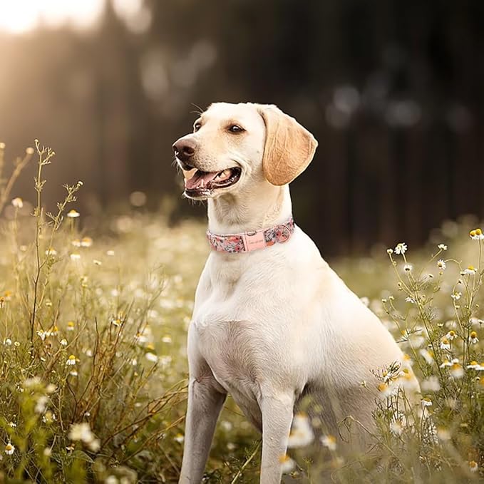 Unique style paws Dog Collar Metal Buckle Collar