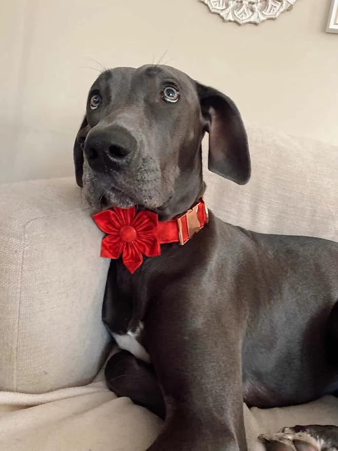 Elegant little tail Christmas Dog Collar