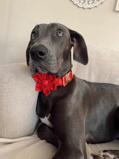 Elegant little tail Christmas Dog Collar