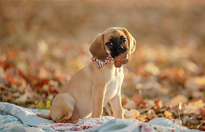 Elegant little tail Flower Dog Collar for Female or Male Dogs