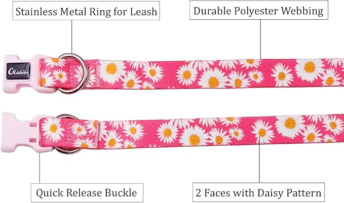 Basic Dog Collar