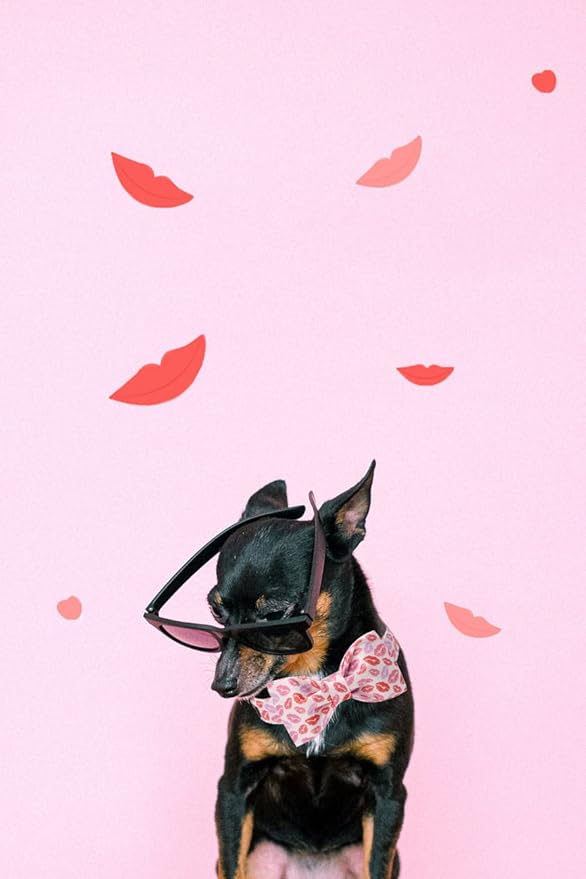 Unqiue Style Paws Valentine Dog Collar