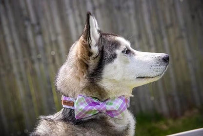 Elegant little tail Dog Collar with Bow