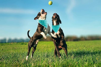 Lionet Paws Dog Bandana