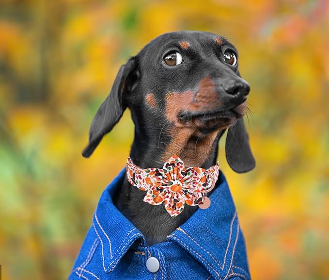 DOGWONG Fall Dog Collar with Bowtie