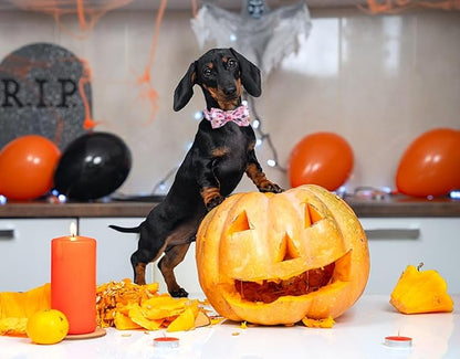 DOGWONG Fall Dog Collar with Bowtie