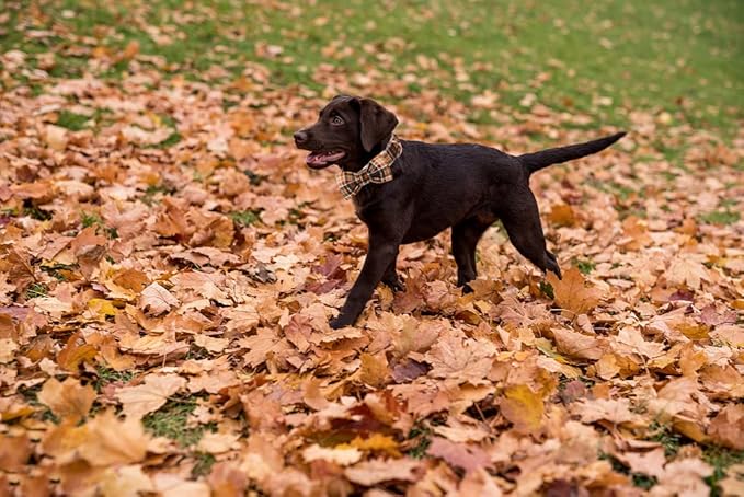 Lionet Paws Halloween Dog Collar with Bowtie 13.5-22in