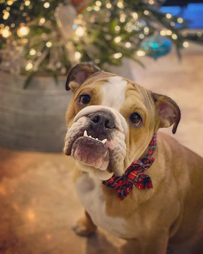 Elegant little tail Flower Dog Collar for Female or Male Dogs