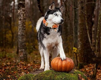 DOGWONG Fall Orange Plaid Dog Collar- Cute Designer