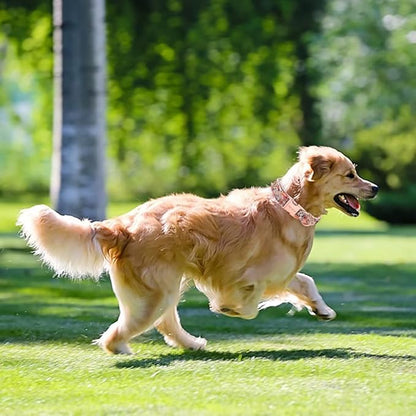 Unique style paws Dog Collar Metal Buckle Collar