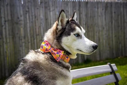 Elegant little tail Dog Collar with Bow