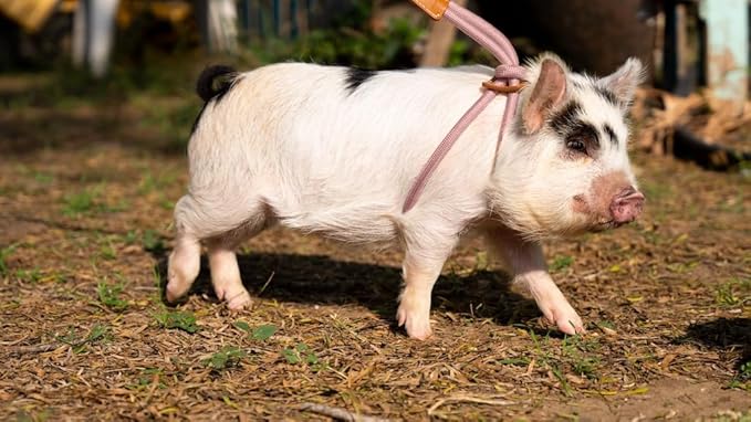 Pig Harness Leash-Fully Adjustable Pig Leash Harness for Small & Medium Pigs-Easy Step in Harness-Infinity Style Pet Pig Leash-Durable & Gentle Mini Pig Harness-Mini Pig Supplies (Small-Mauve Pink)